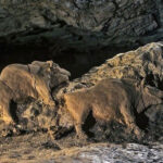 Los bisontes del Tuc d’Audoubert, Francia