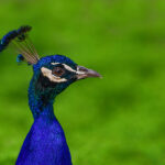 Naturaleza