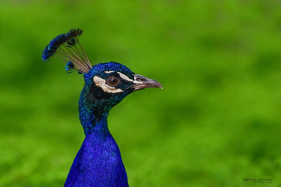 Colores Análogos