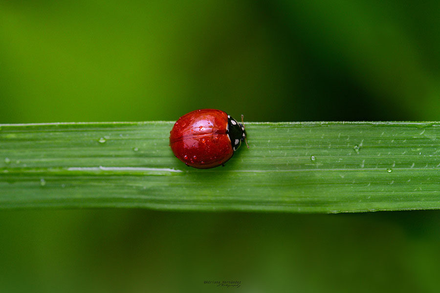 El color de la naturaleza