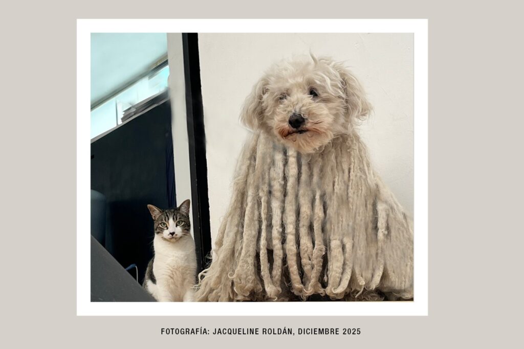 thumbnail_FOTOGRAFIA JACQUELINEdiicembre 2025