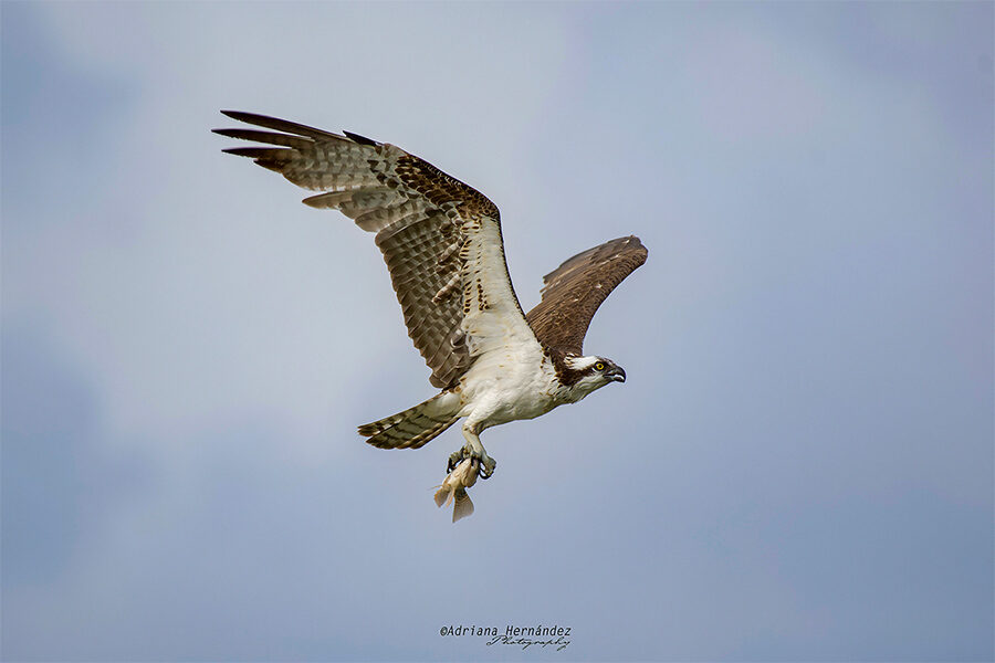Congelar el movimiento