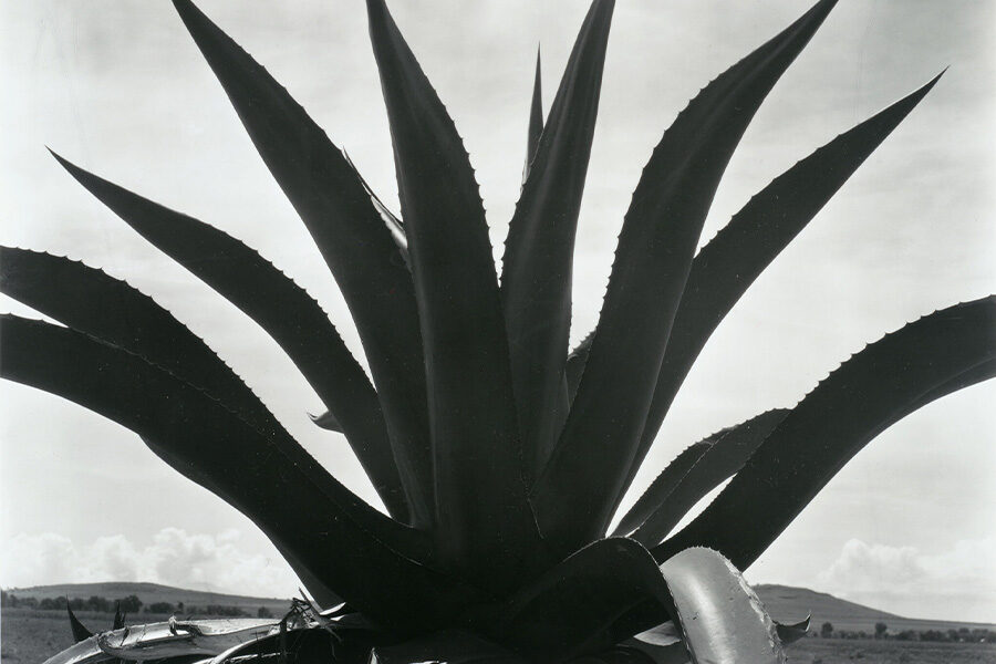 edward weston